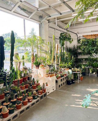 Acclimating Cacti at Home