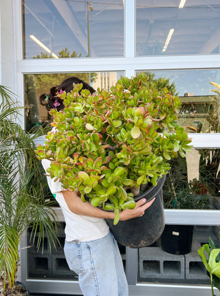 Crassula ovata
