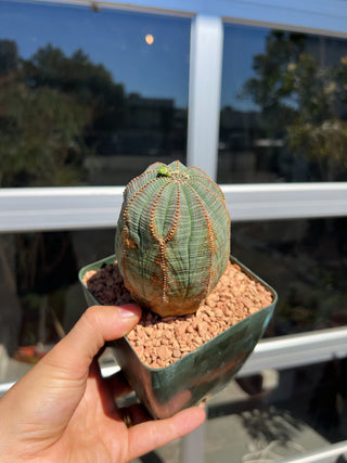 Euphorbia obesa
