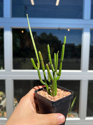 Cynanchum viminale subsp. australe