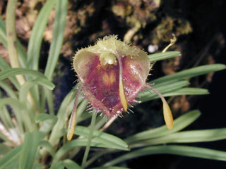 Masdevallia erinacea