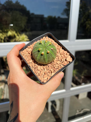 Euphorbia obesa