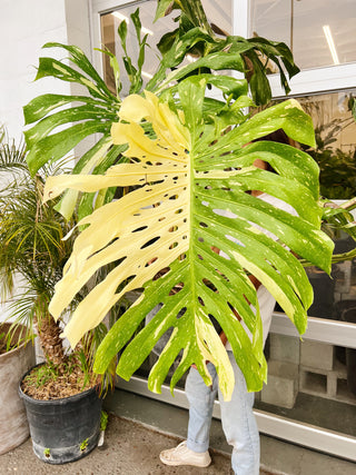 Monstera deliciosa 'Thai Constellation'
