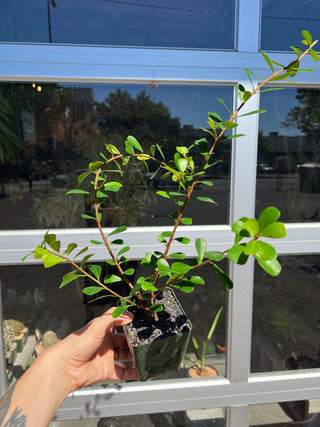 Ficus lingua