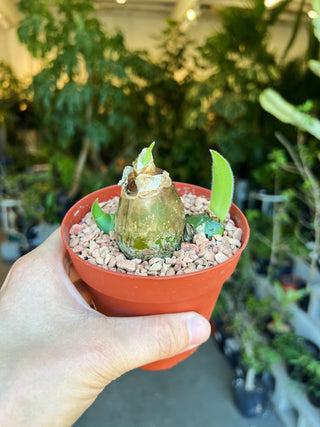 Haemanthus pauculifolius