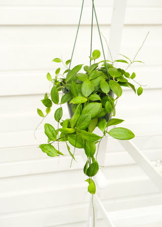 Hoya fitchii