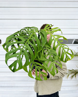 Monstera esqueleto