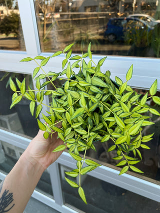 Hoya bella 'Luis Bois'