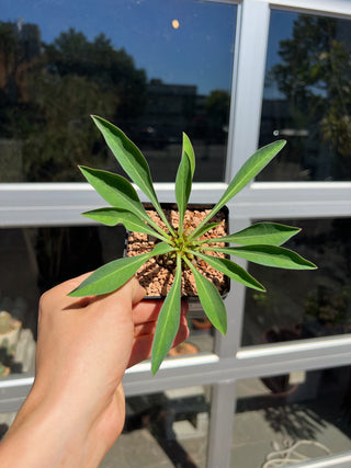 Euphorbia bupleurifolia