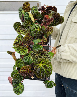 Begonia ferox