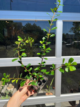 Ficus lingua