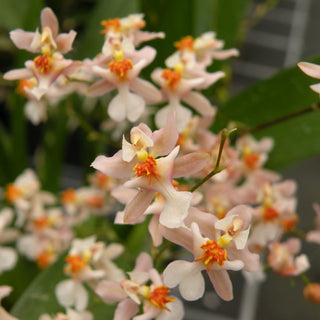 Oncidium 'Tsiku Marguerite'