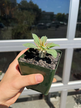 Pachypodium namaquanum