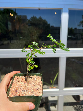 Operculicarya decaryi
