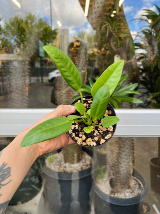 Anthurium sp. 'Morona'
