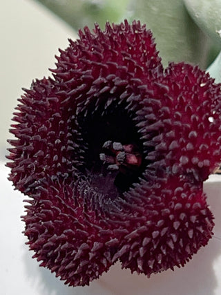 Huernia penzigii