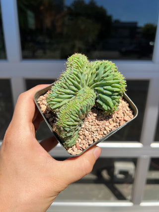 Myrtillocactus geometrizans crested