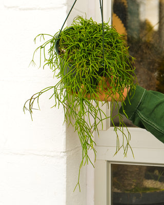 Rhipsalis capilliformis