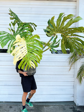 Monstera deliciosa 'Thai Constellation'