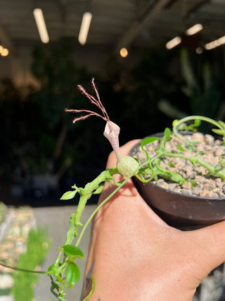 Ceropegia simoneae