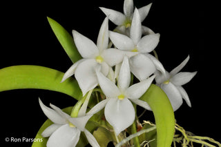 Agraecum leonis