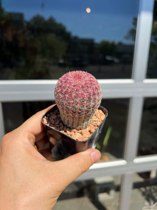 Echinocereus rigidissimus