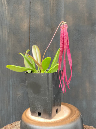 Bulbophyllum treschii