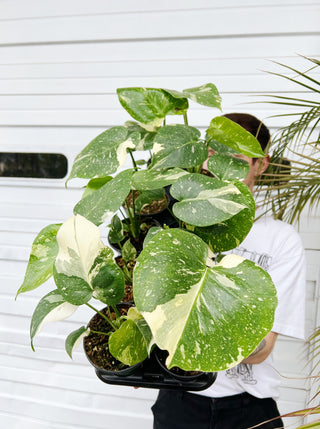 Monstera deliciosa 'Thai Constellation'