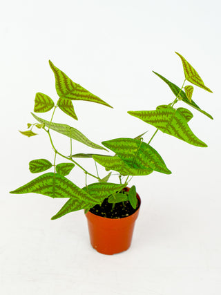 Christia obcordata