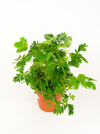 Mimosa pudica 'Sensitive Plant' *Pickup Only*