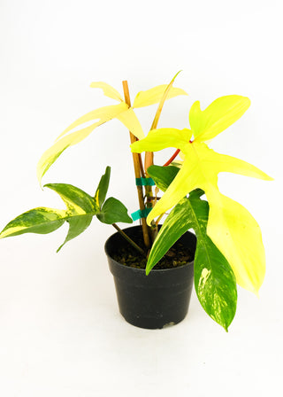 Philodendron 'Florida Beauty' variegata