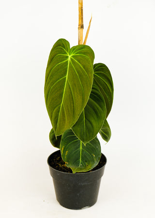Philodendron melanochrysum
