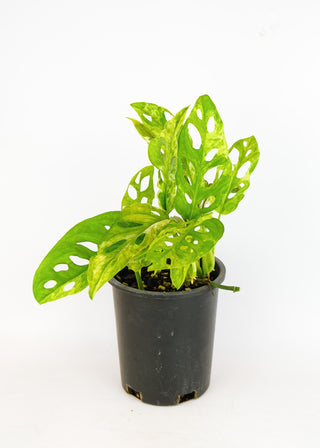 Monstera adansonii mint