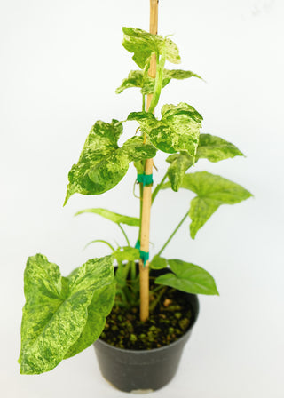 Syngonium podophyllum cv. 'Mojito'