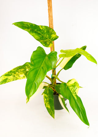 Philodendron domesticum variegata