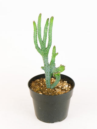 Cereus spegazzinii cristata