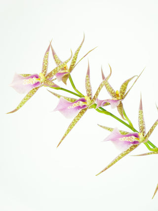 Miltassia Charles M. Fitch 'Izumi'