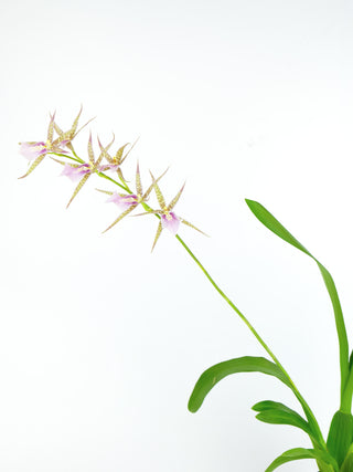 Miltassia Charles M. Fitch 'Izumi'