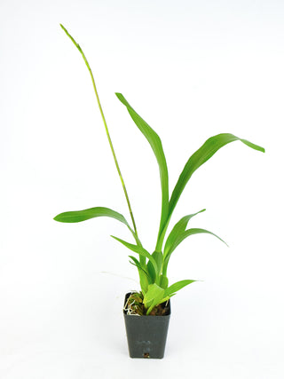 Miltassia Charles M. Fitch 'Izumi'