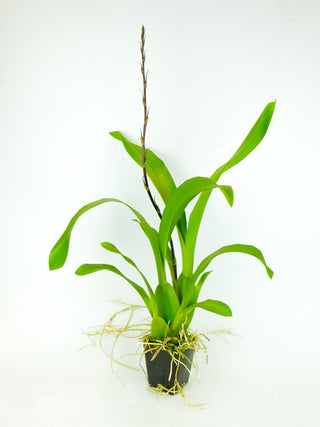 Brassidium Kenneth Bivin ‘Santa Barbara’