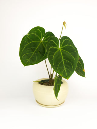 Ceramax Bubble Planter