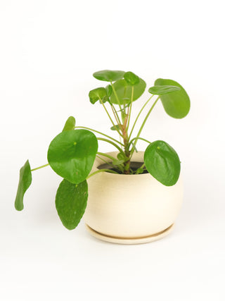Ceramax Bubble Planter