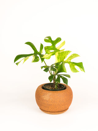 Ceramax Bubble Planter