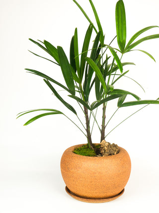 Ceramax Bubble Planter