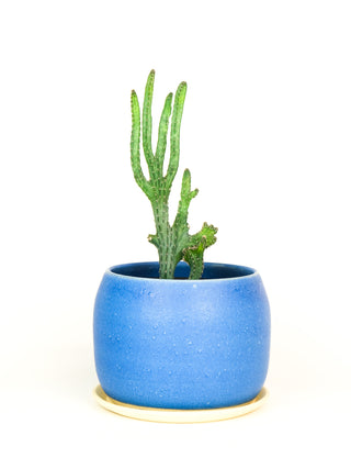 Ceramax Blueberry Planter