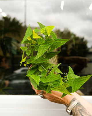 Christia obcordata