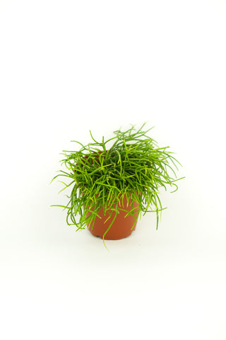 Rhipsalis baccifera