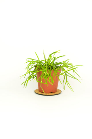 Rhipsalis floccosa
