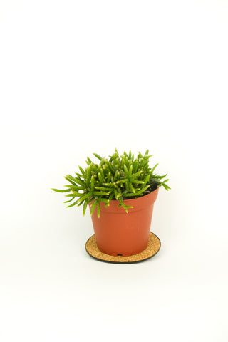 Rhipsalis teres f. prismatica
