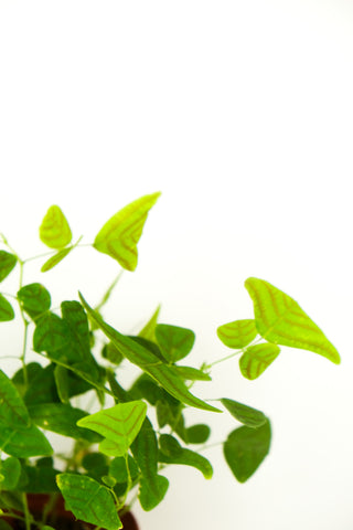 Christia obcordata